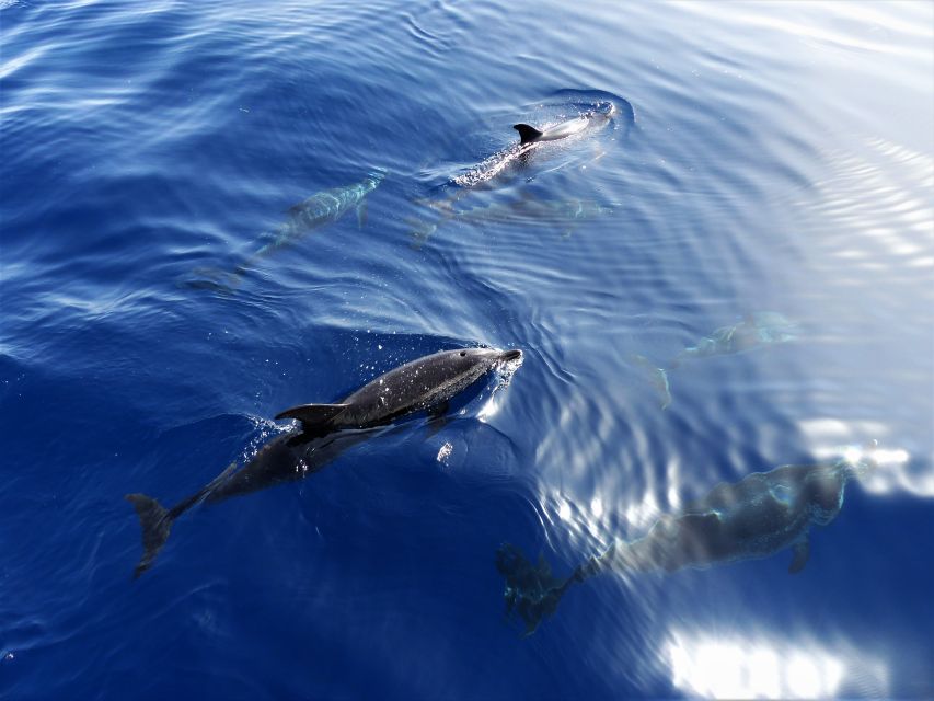 dolphin watching los gigantes