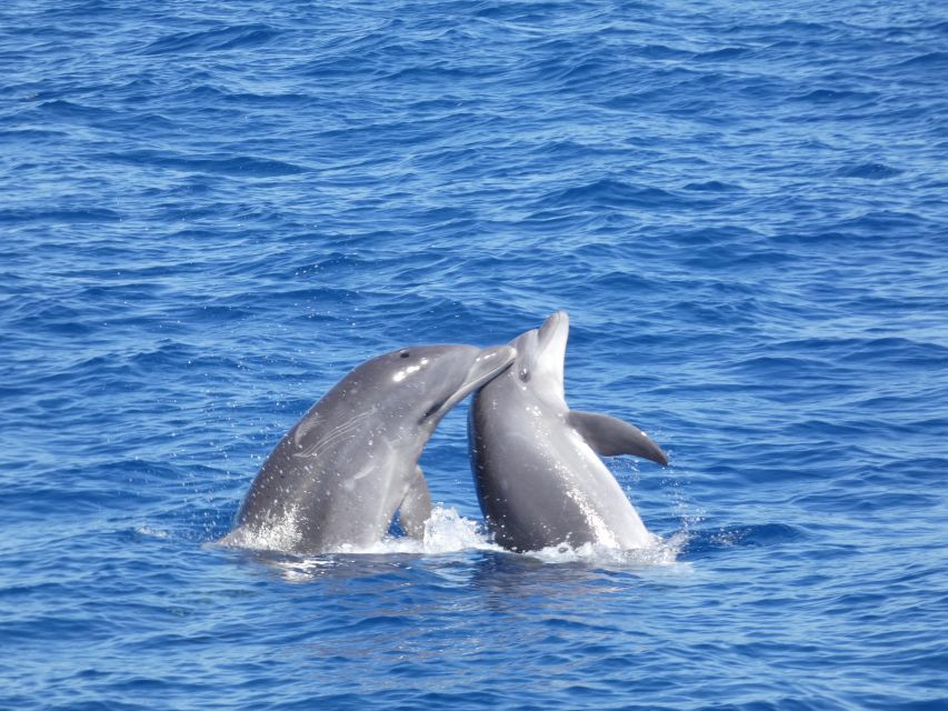 los cristianos whale dolphins