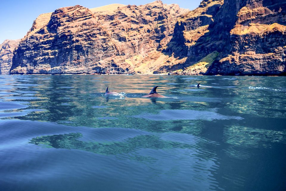 Tenerife whale watching