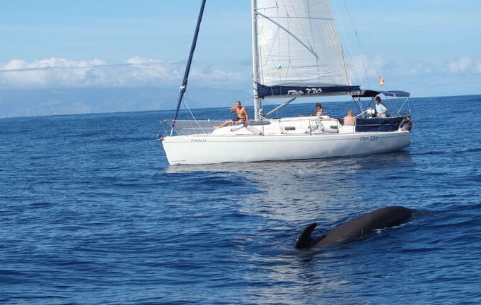 whale and dolphin watching tenerife