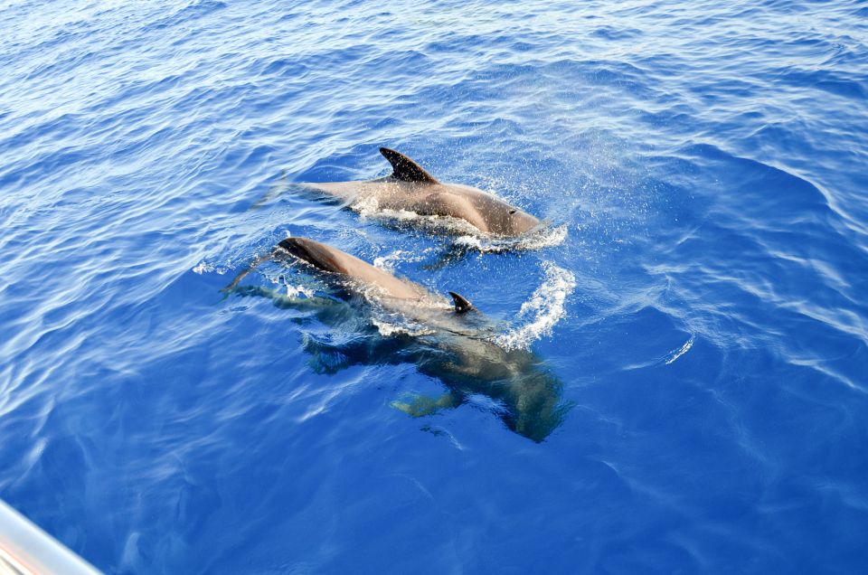 whale watch tenerife