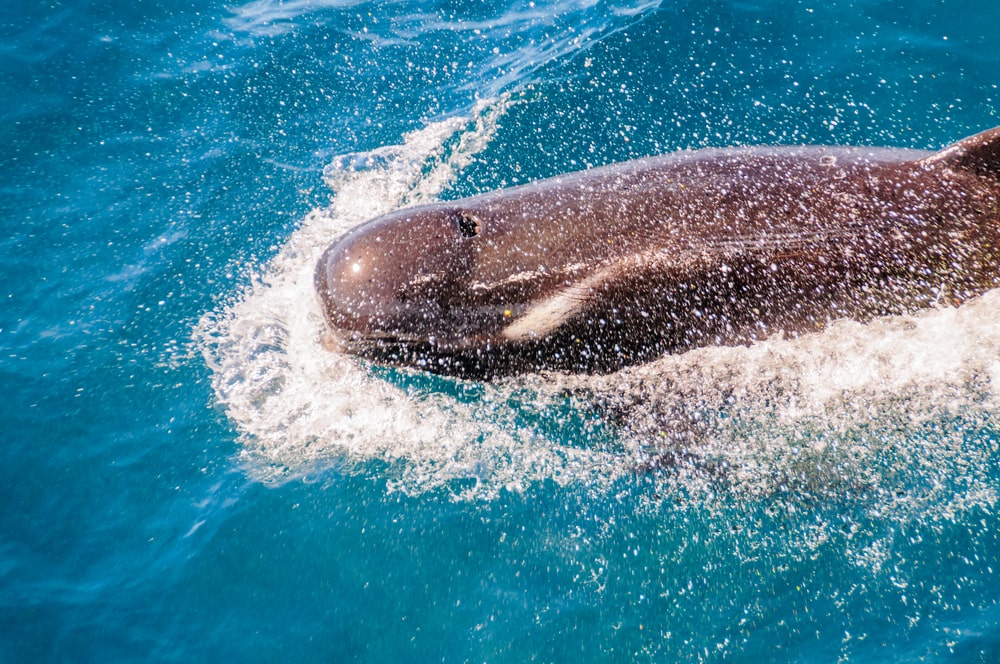 best time to see whales and dolphins in fuerteventura 