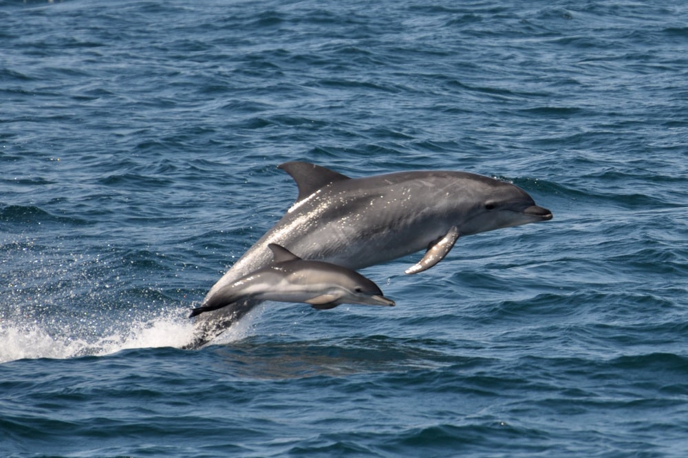 dolphin watching Gran Canaria