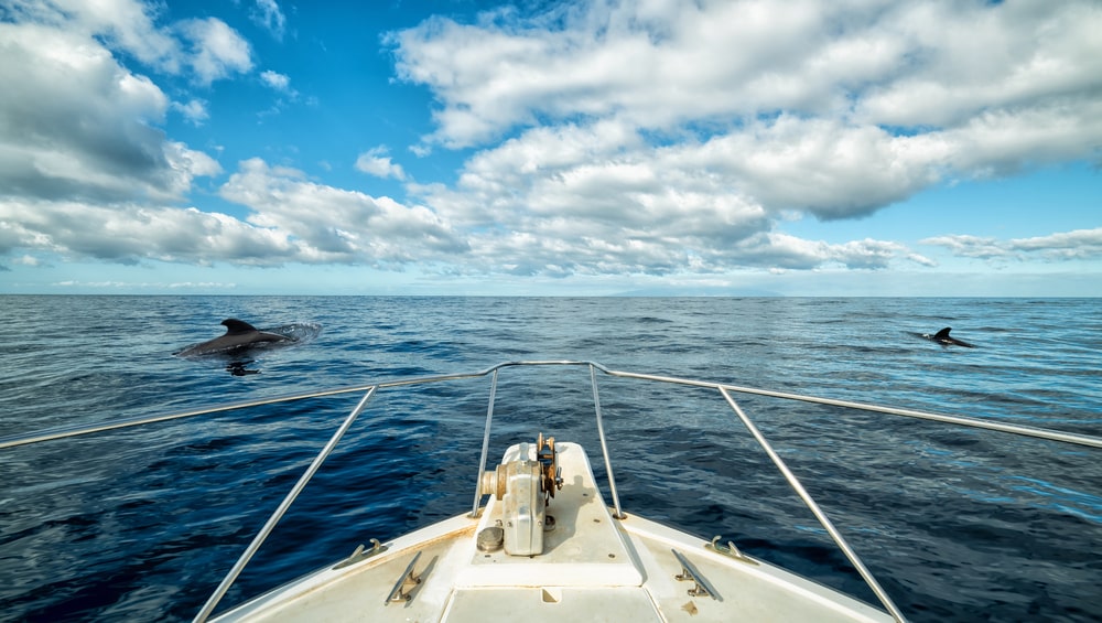 whale watching fuerteventura